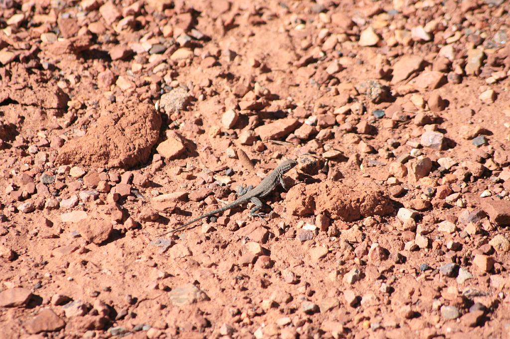 20081025 Grand Canyon 079.jpg - Wupatki - Take me to your lizard